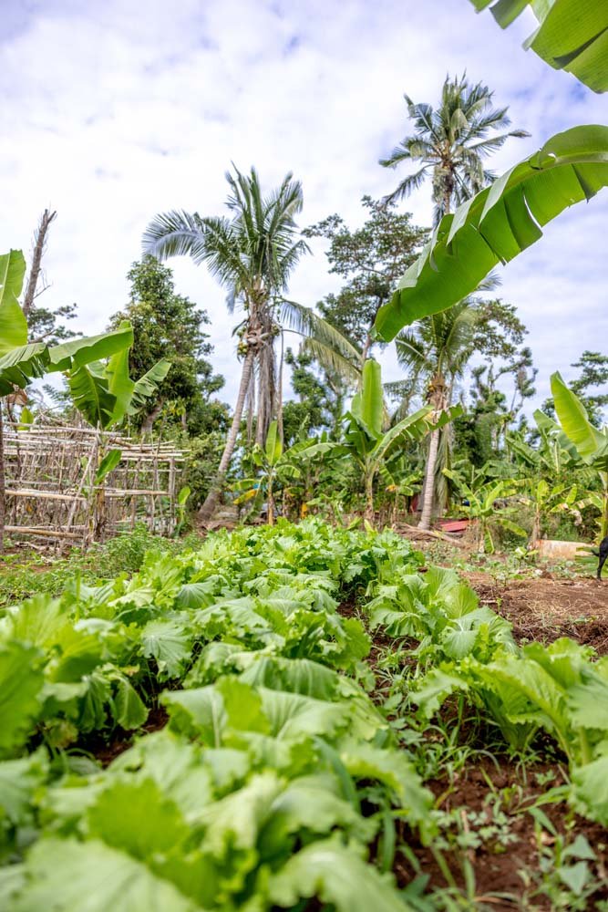Fruits et légumes frais à Mayotte